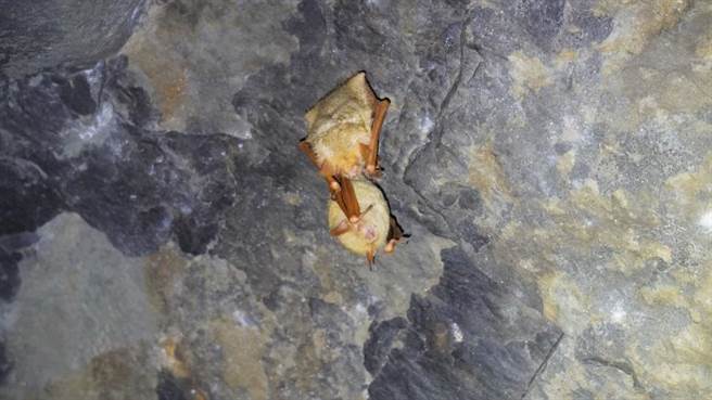 在塔山地區冬眠的金黃鼠耳蝠。（高梅婷攝∕嘉義林區管理處提供）