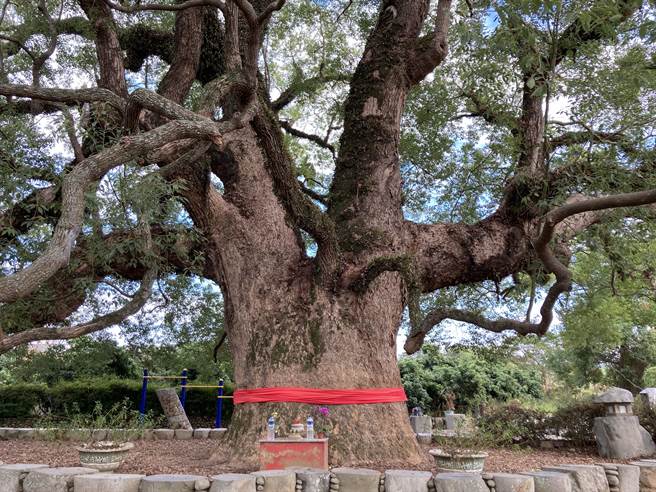 将军步道亲子健行活动，起点为陈府将军庙广场，终点为七股神木，来回共7.2公里。（杨静茹摄）