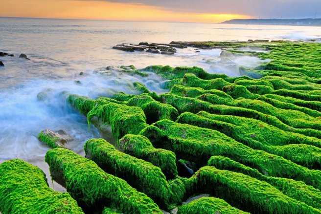 老梅绿石槽。（图／刘家豪摄）
