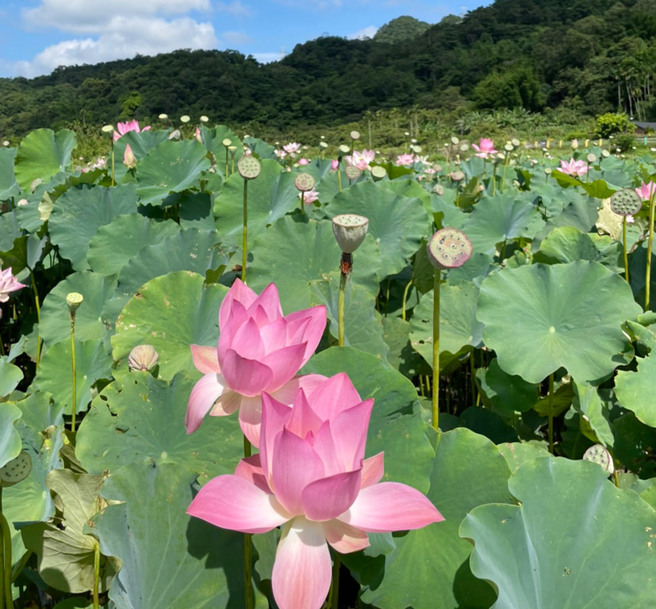 位於台2丙線的雙溪上林里荷花田。(圖／雙溪區公所)

