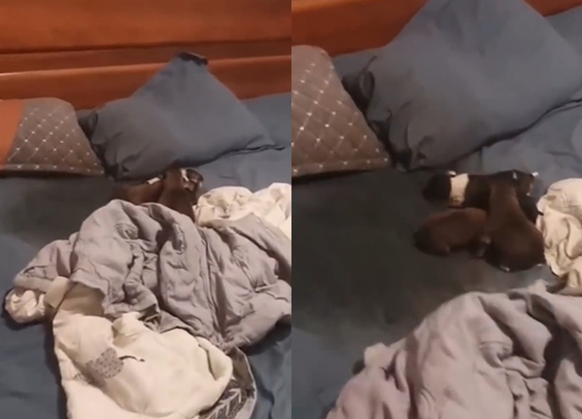 男子因半夜睡覺時，聽到微弱「哼哼聲」傳來，他循著聲音進到哥哥房間，驚覺床上留下大片血跡與水漬。（翻攝自微博）