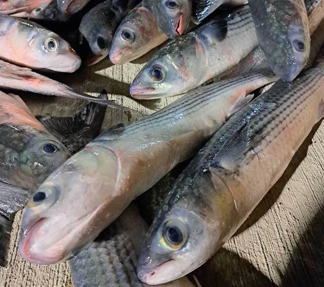 联春满号捕乌船队到台南将军海域捕获大批乌鱼。（茄萣居民吴宗育提供／林瑞益高雄传真）