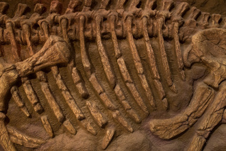 1.2億年前恐龍腹藏「最後晚餐」 專家逛博物館揭意外發現