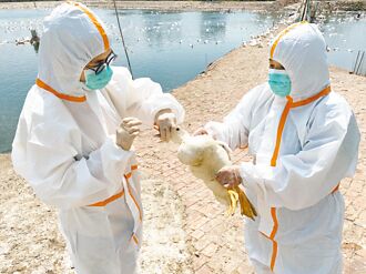 科學家新視野－禽流感席捲全球 對台產業衝擊