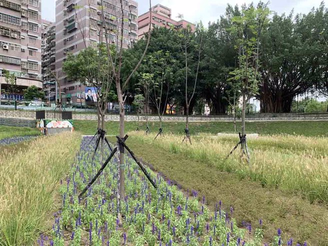 ▲渠底多样化植栽，随季节变换。(图／新北市水利局提供)
