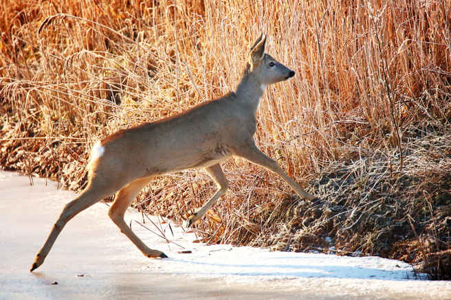 2名善心民眾发现了1头结冻的鹿，立即前往协助。（Shutter Stock）