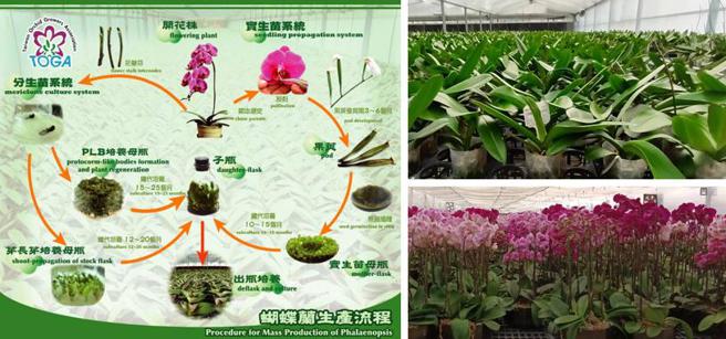 （蝴蝶兰生产流程、蝴蝶兰苗株及成花。图／禾新生技提供）