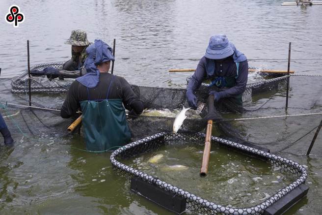 依就業服務法規定，雇主招募藍領移工前，應先以合理勞動條件在國內辦理招募。（報系資料照）