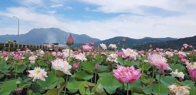 ▲金山清水田园夏季莲花盛开。(图／金山区公所)
