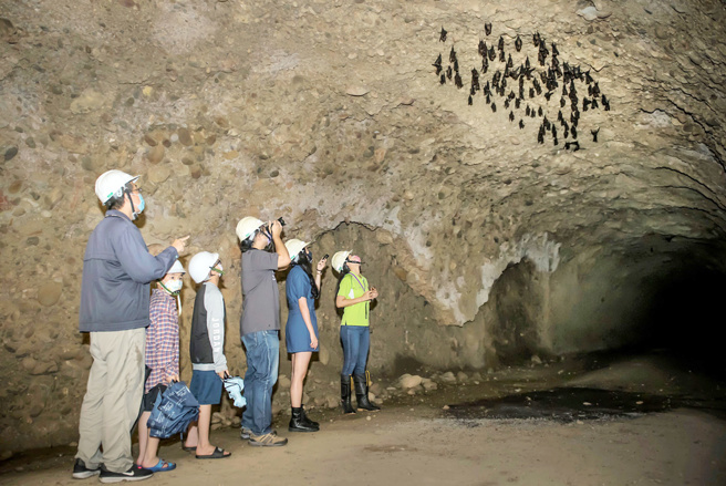 ▲十八罗汉山协会带领游客来到保护区内的隧道观看蝙蝠生态。(图／劳动部劳动力发展署高屏澎东分署提供)
