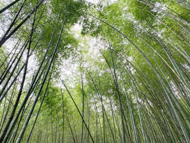 木馬古道擁有全台最美的孟宗竹林。(圖／雲林縣政府提供)

