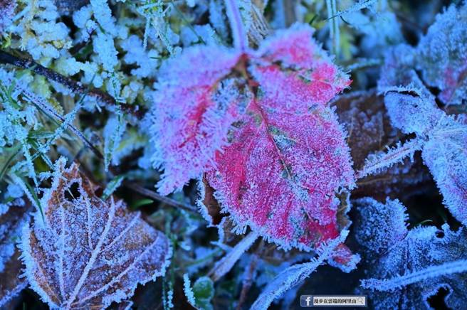 「漫步在云端的阿里山」粉专PO出多张阿里山到塔塔加一带，多处道路、植物、平台覆上一层白霜的雪白美景画面。（取自「漫步在云端的阿里山」脸书／吕妍庭嘉义传真）