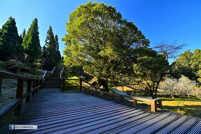 「漫步在云端的阿里山」粉专PO出多张阿里山到塔塔加一带，多处道路、植物、平台覆上一层白霜的雪白美景画面。（取自「漫步在云端的阿里山」脸书／吕妍庭嘉义传真）