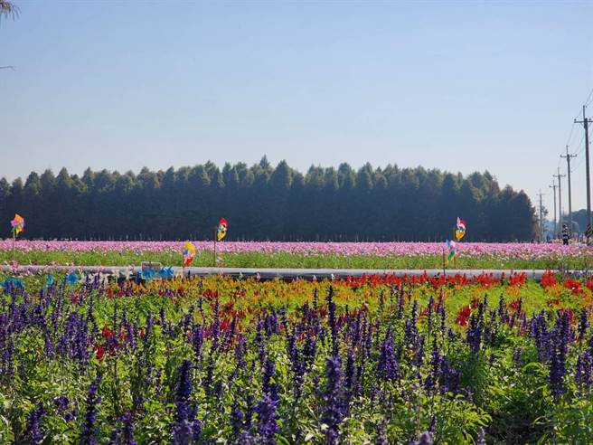 六甲区公所今年搭配落羽松景致，在周边种植色彩缤纷的波斯菊及油菜花。（六甲区公所提供／张毓翎台南传真）