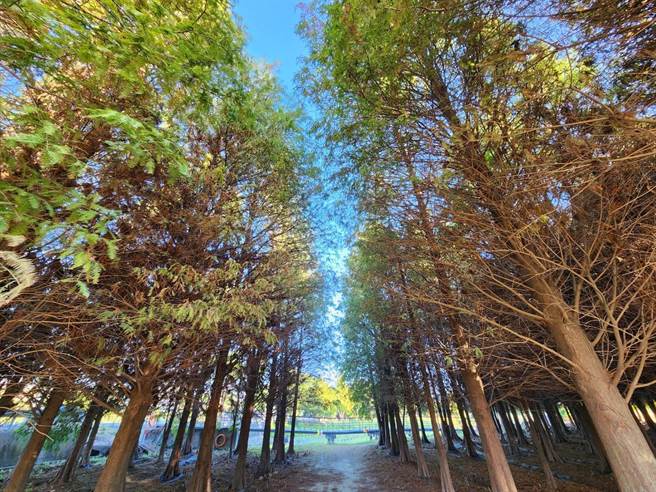 六甲落羽松季活动将于明年1月14日开幕。（六甲区公所提供／张毓翎台南传真）