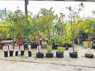 追10萬罰鍰稅金 宜蘭執行分署拍賣樹葡萄