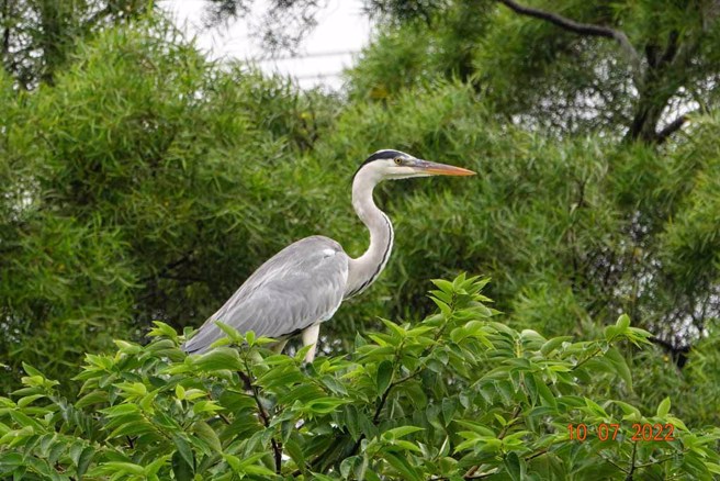 秋冬-苍鹭出现在漳和，代表冬天的脚步已经近了。（林振兴拍摄）


