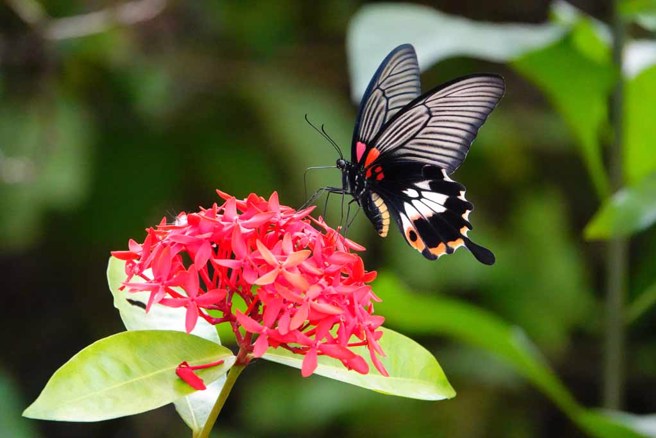 夏-凤蝶大道可近距离观察及欣赏到凤蝶在觅食时的翩翩舞姿。（林振兴拍摄）

