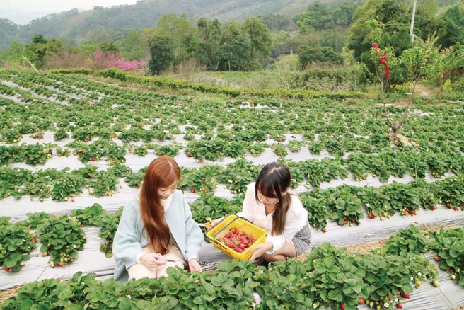 ▲苗栗县拥有11处优质的休閒农业区，每逢春节期间处处百花齐放，更是採果农游的最佳时节。
(图／苗栗县政府提供)
