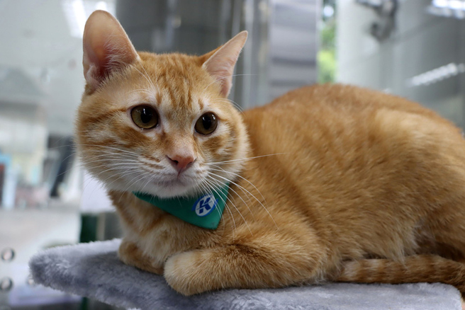 ▲人气猫咪站长「Mikan蜜柑」融化每位游客的心。(图／高雄市政府新闻局提供)
