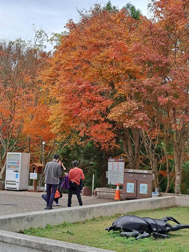 东势林场游乐区推出「悠游森林迎曙光」系列活动。（东势林场提供／陈淑娥台中传真）