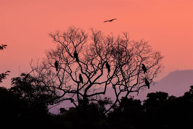 2022年全台黑鳶同步調查數量879隻，創30年新高。(屏科大鳥類生態研究室提供)