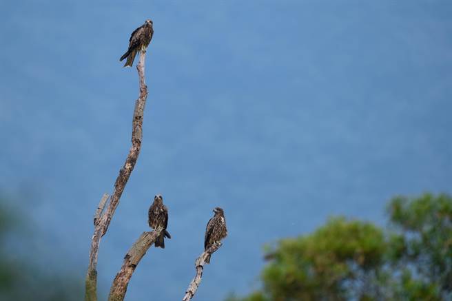 2022年全台黑鳶同步調查數量879隻，創30年新高。(屏科大鳥類生態研究室提供)
