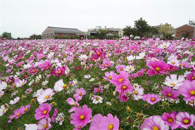 鹿港镇南势社区花海绵延。（鹿港镇公所提供／吴敏菁彰化传真）