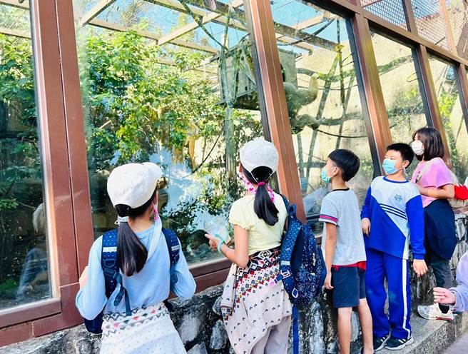 小朋友在展場觀察白手長臂猿。（柯宗緯翻攝）