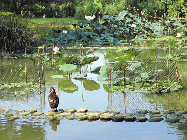桃園市八德埤塘生態公園是首座以埤塘為主題的環境教育場所，有豐富的水陸動植物生態。
(圖／八德區公所)
