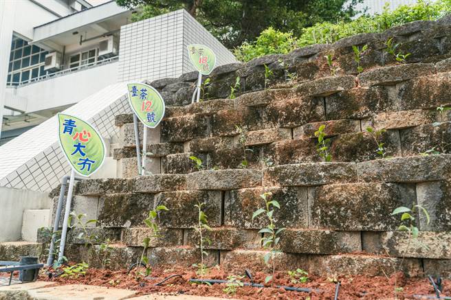 苗栗县新英国小30日在茶田上栽种新茶苗。（台湾好基金会提供／谢明俊苗栗传真）