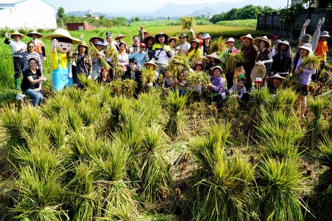 職人帶遊客在埔里鎮的稻田，體驗割稻、共享割稻仔飯的樂趣。(圖／埔里鎮公所)


