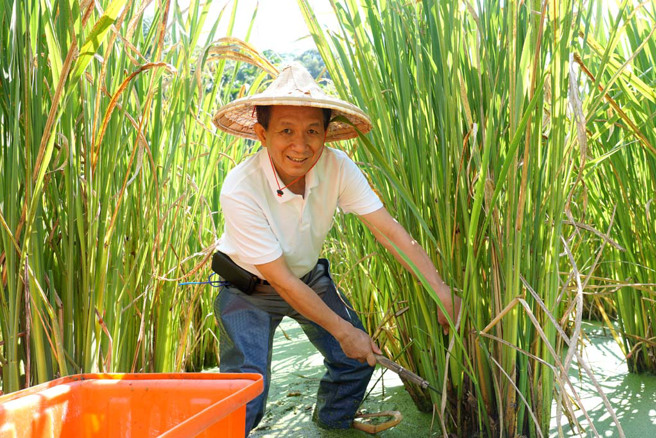 埔里鎮長廖志城穿青蛙裝，跟著職人下田體驗採茭白筍。（埔里鎮公所供／楊靜茹南投傳真）



