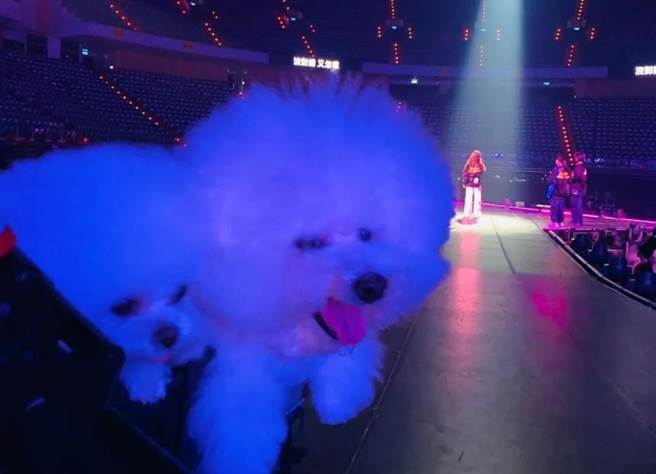 Jolin今晚在小巨蛋開唱跨年。（翻攝bichon_whoohoo IG）