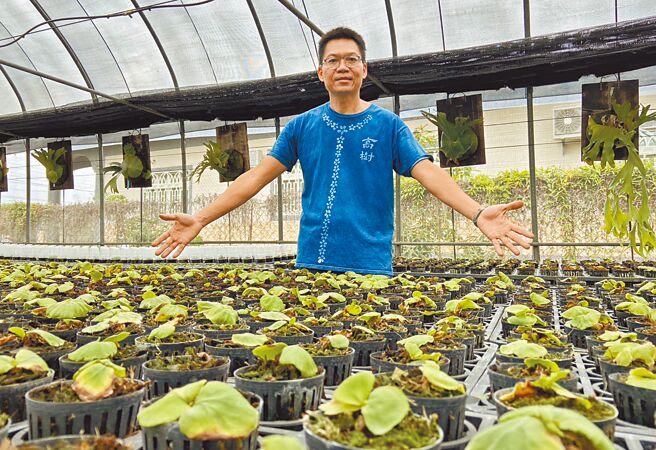 将餐厅菜园摇身一变成了鹿角蕨育苗场，廖家丰开启了斜杠人生。（林和生摄）