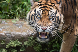 老虎偷襲馴獸師 連爪帶嘴撕咬 30秒駭人畫面流出