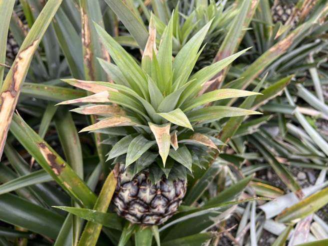 花莲县瑞穗乡凤梨花农历年前传出寒害，近21公顷的果实冠芽叶片出现变色斑块等现象，灾损金额高达275万，损害程度20％，县府将争取公告农业天然灾害现金救助。（花莲县政府提供／罗亦晽花莲传真）