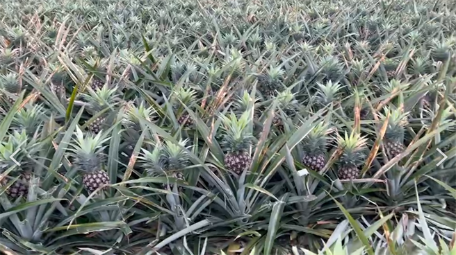 花莲县瑞穗乡凤梨花农历年前传出寒害，近21公顷的果实冠芽叶片出现变色斑块等现象，灾损金额高达275万，损害程度20％，县府将争取公告农业天然灾害现金救助。（花莲县政府提供／罗亦晽花莲传真）