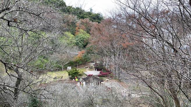 石门水库梅花目前仅见花苞，预估农历春节开花约4至5成。（吕筱蝉摄）
