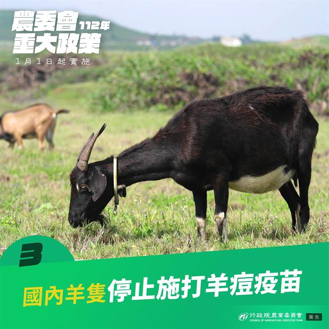 自2023年1月1日起，国内所有羊只停止施打羊痘疫苗，让我国朝羊痘非疫国目标前进，同时减少施打疫苗造成羊只紧迫及副作用的损失。（农委会提供）