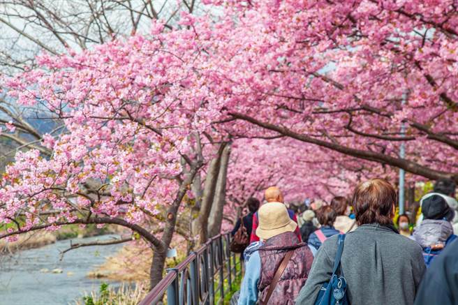 静冈伊豆河津樱日本本州最早开花的樱花地区。(可乐旅游提供)