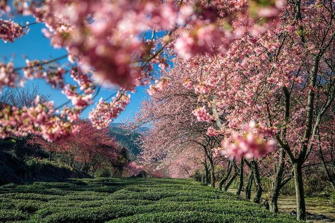 武陵农场樱花季年年秒杀，可乐旅游保证入园入住。(可乐旅游提供)