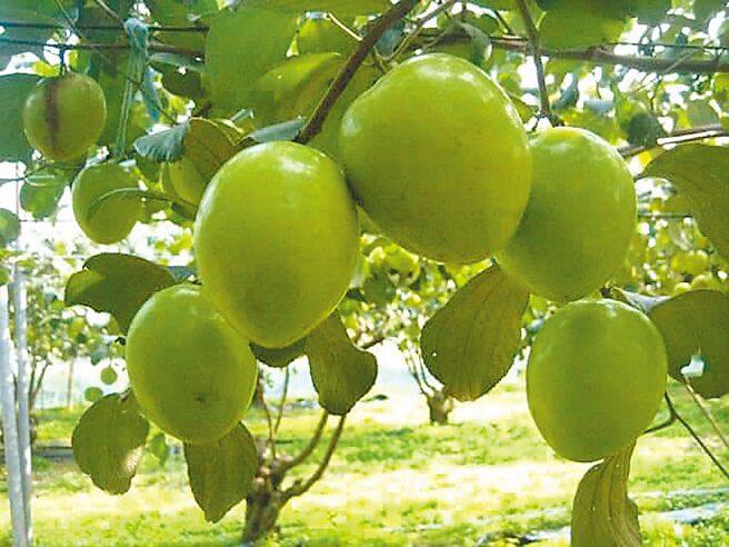 「2022嘉义市石猴雕刻艺术户外创作」在嘉市文化局文化广场侧边区域展开，艺师们纯手工创作石猴雕刻艺术品。（嘉义市政府提供／吕妍庭嘉义传真）