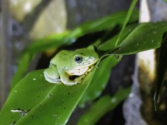台北樹蛙繁殖季到 越冷越愛開唱求偶歌