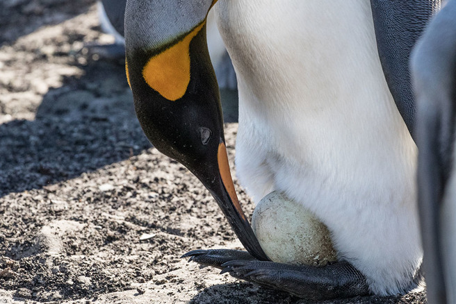 企鹅蛋煮熟后，有别于其他鸡鸭鹅蛋，其蛋白部分晶莹剔透，被网友打趣笑说「看起来好像水晶饺包着蛋黄酥」。（示意图／达志影像）