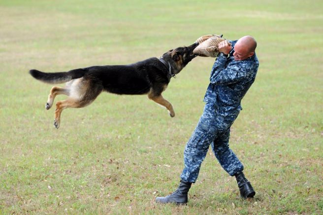 美國海軍訓練比利時牧羊犬。英护（美聯社資料照）