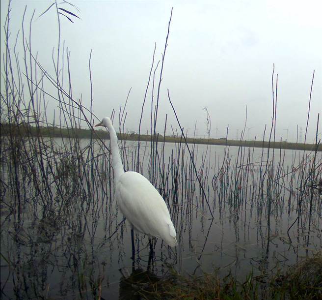 濁水溪揚塵治理方案不僅壓制風飛沙擾民，麥寮出海口因為生態恢復，國際鳥會記錄到230種鳥類出現，成為鳥類天堂之一。（雲林縣政府提供）