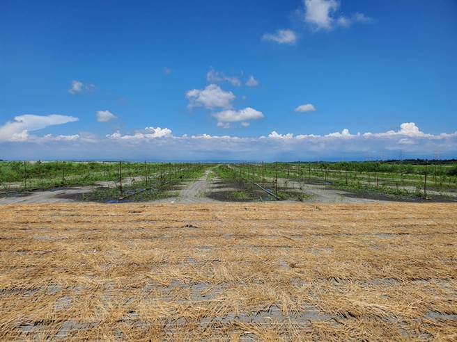 第四河川局在裸露地鋪設稻草抑制揚塵。（周麗蘭攝）