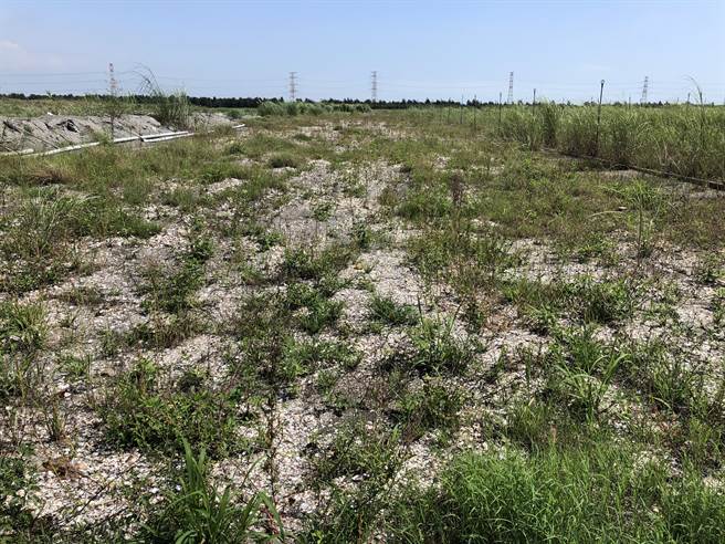 雲林縣政府以廢物利用文蛤殼定沙。（本報資料照片）