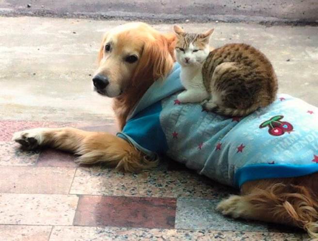 云林县动植物防疫所1月推出「宠爱毛孩新春特别活动」，民眾携带家犬猫至22家配合动物医院施打狂犬病疫苗，注射费每只只收120元，名额不限。（周丽兰摄）